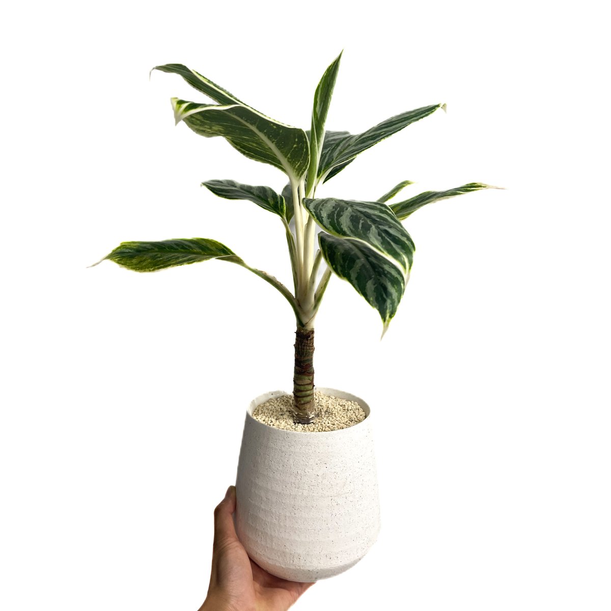 アグラオネマ バンコク ハイブリッド “変異種”「Aglaonema Bangkok hybr