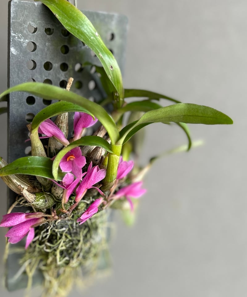 デンドロビウム ヒビキ 「Dendrobium Hibiki」83F | SHOUCHIKUEN