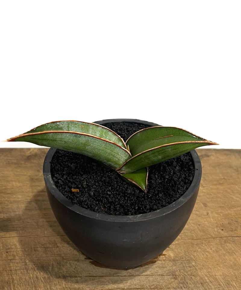 サンセベリア lav.24561「Sansevieria lav. 24561」6/1-715