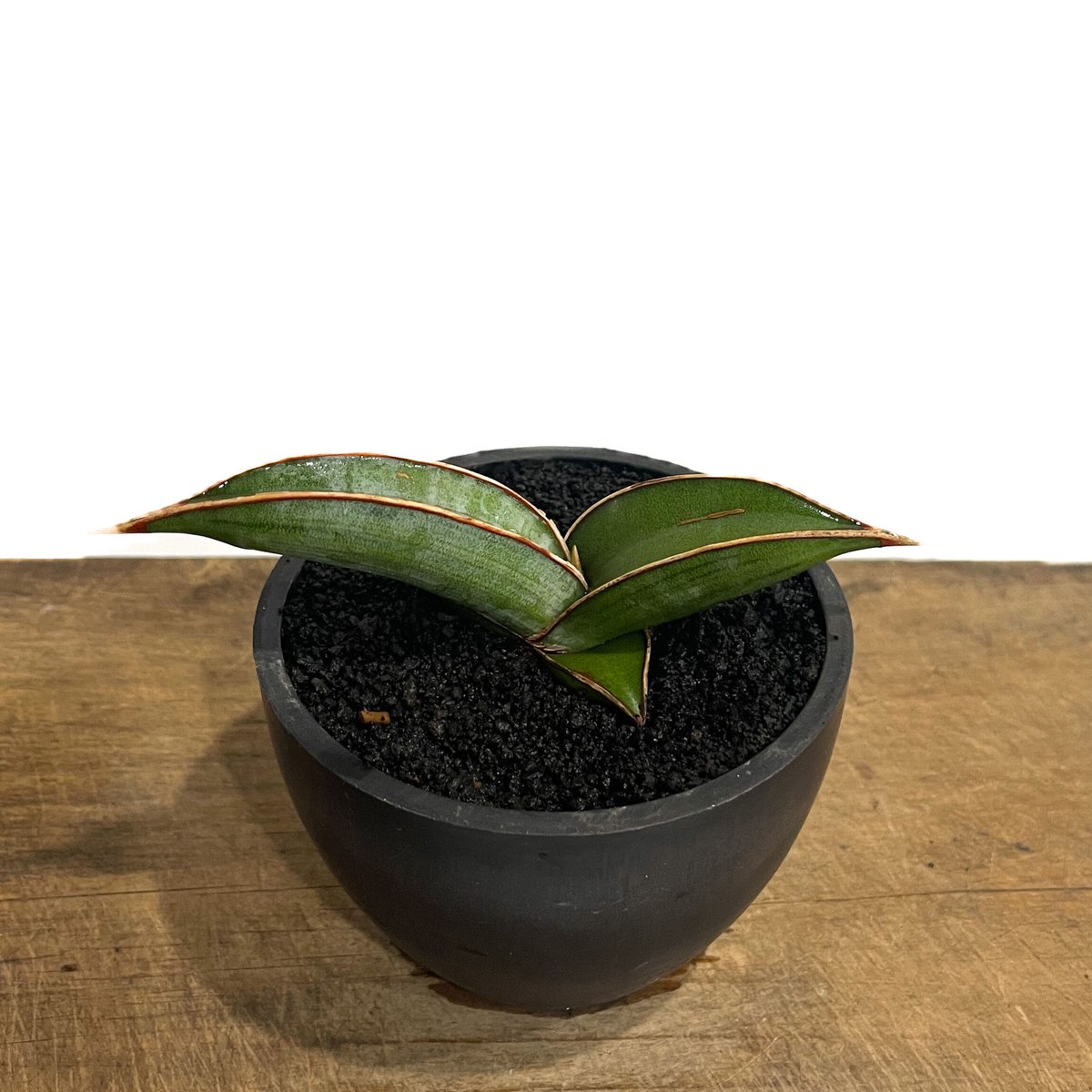 サンセベリア lav.24561「Sansevieria lav. 24561」6/1-715 サンセベリア lav.24561「Sansevieria lav. 24561」6/1-715