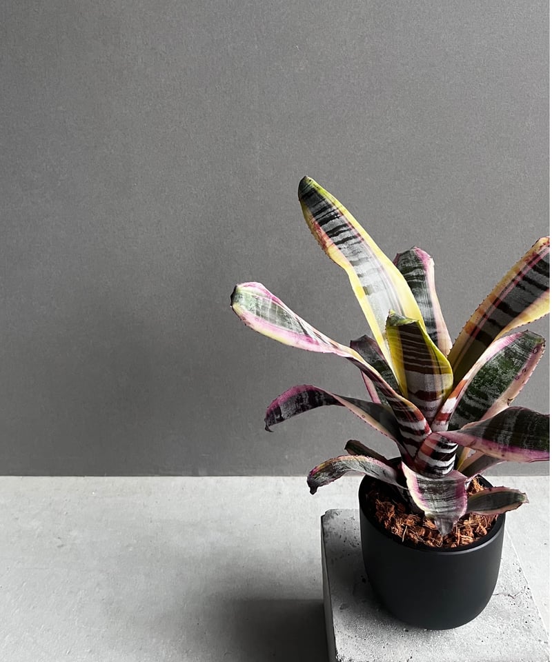 エクメア オットー 「Aechmea Otto」84A | SHOUCHIKUEN