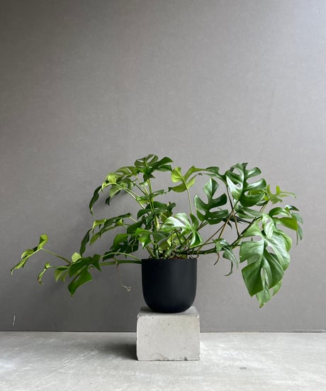 CATEGORY Plants | SHOUCHIKUEN