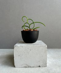 EMP サンセベリア ベンジャロン / 仔株付き SA427 サンセベリア ベンジャロン「Sansevieria Benjarong」35Z | SHOUC