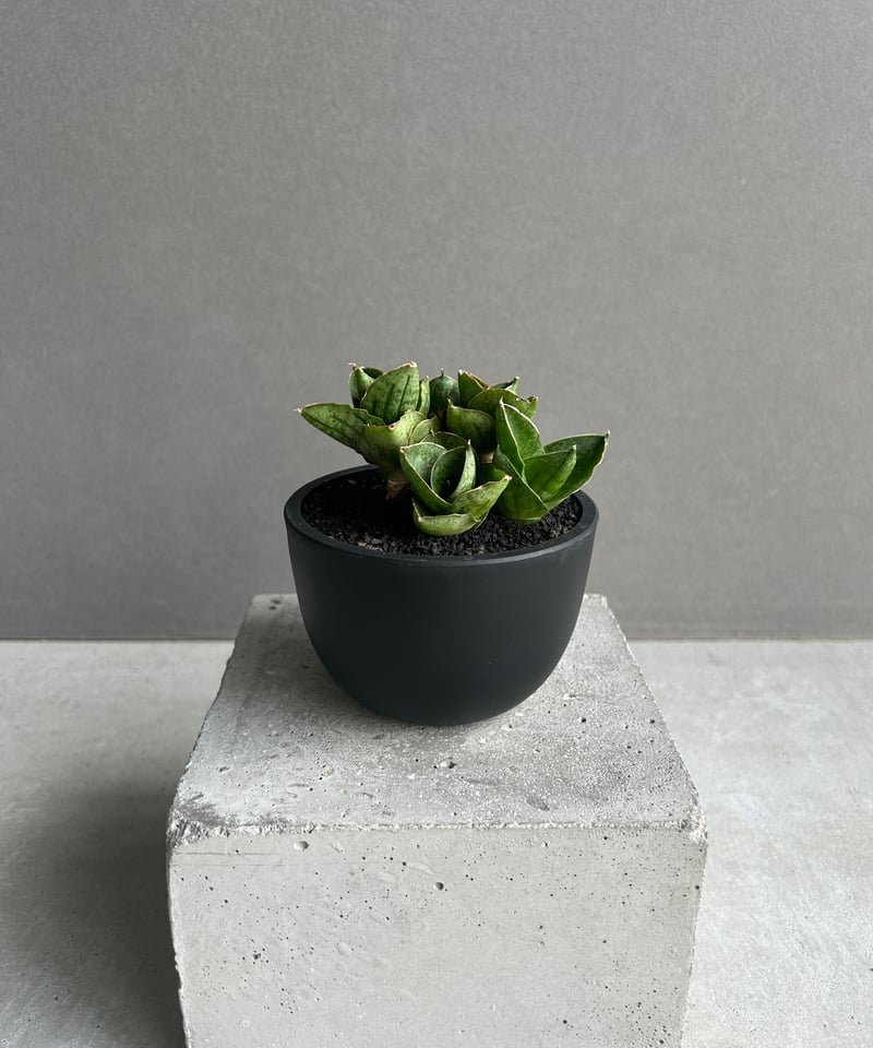 サンスベリア　マフィンガローズブラック サンセベリア ミニ ローズ「Sansevieria Mini Rose (from Unyam