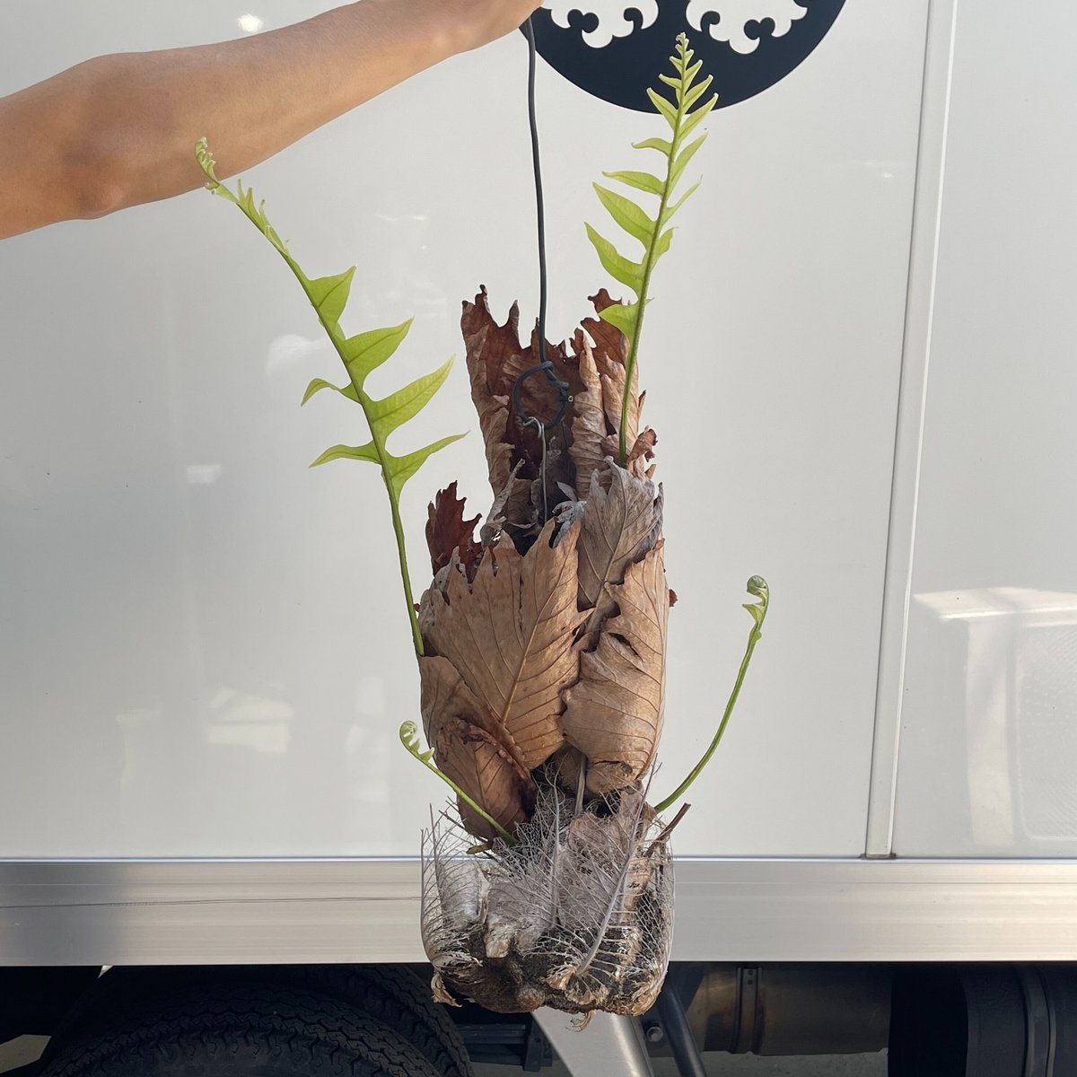 ドリナリア クエルシフォリア「Drynaria quercifolia」5/2 | SHOUC