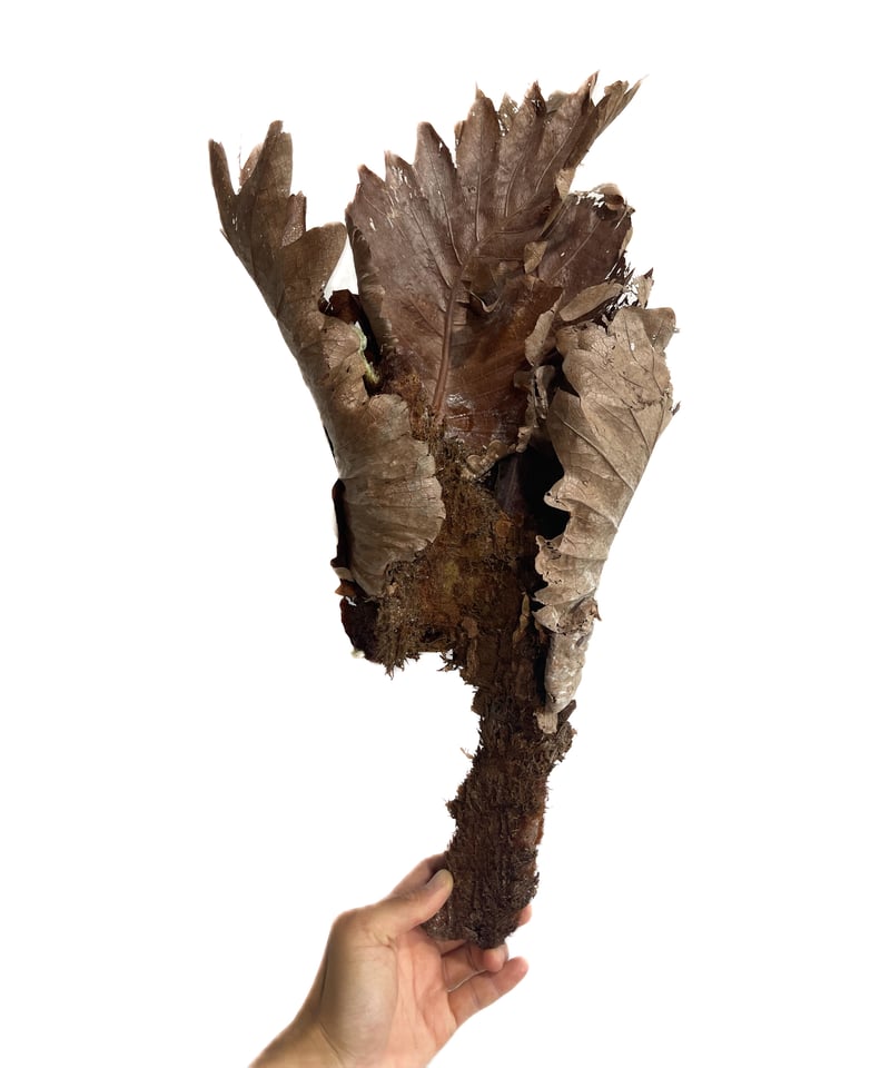 ドリナリア クエルシフォリア 「Drynaria quercifolia」6/27