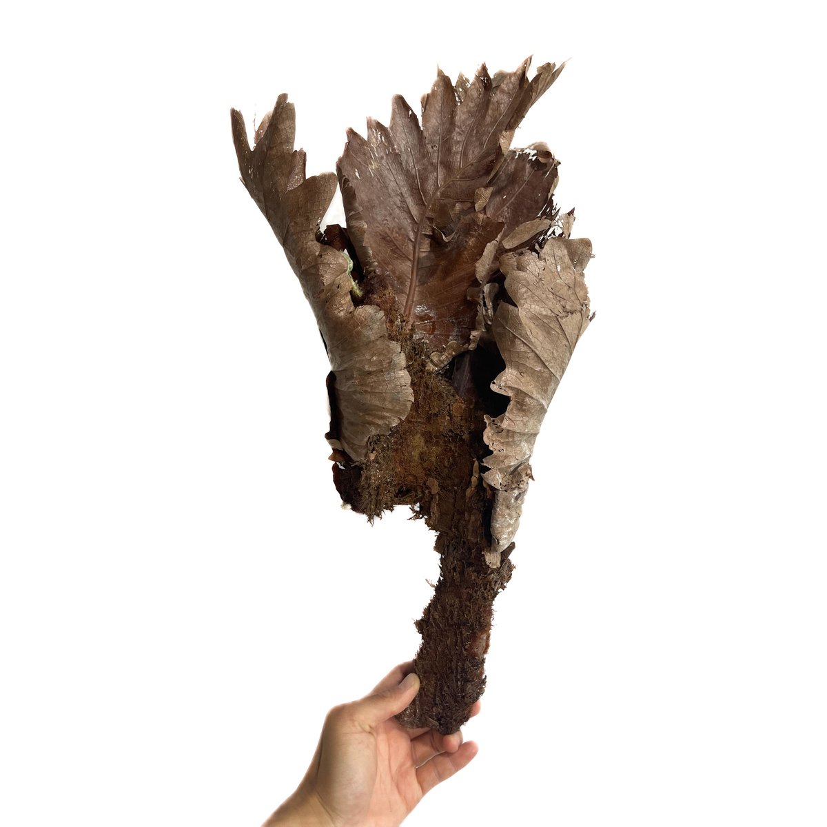 ビカクシダ　エレウィル　ドリナリア ビカクシダ エレウィル ドリナリア