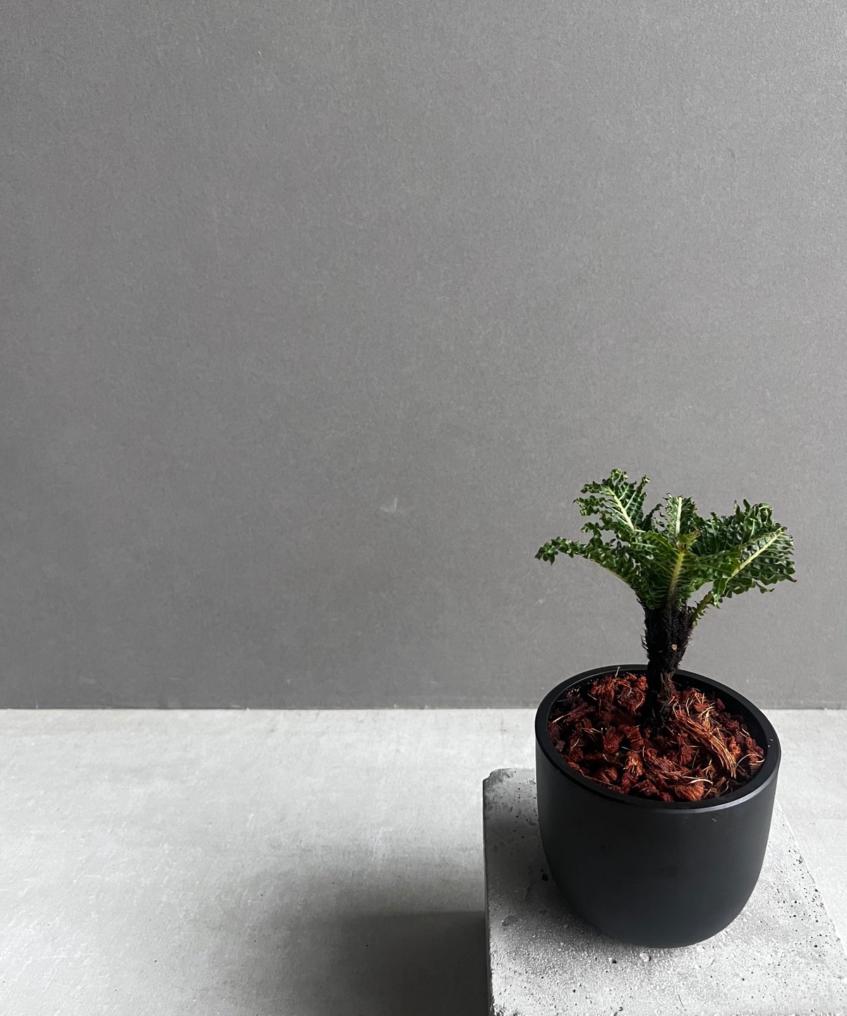 ブレクナム ギッバム ドワーフ 「Blechnum gibbum Dwarf 」91C | S