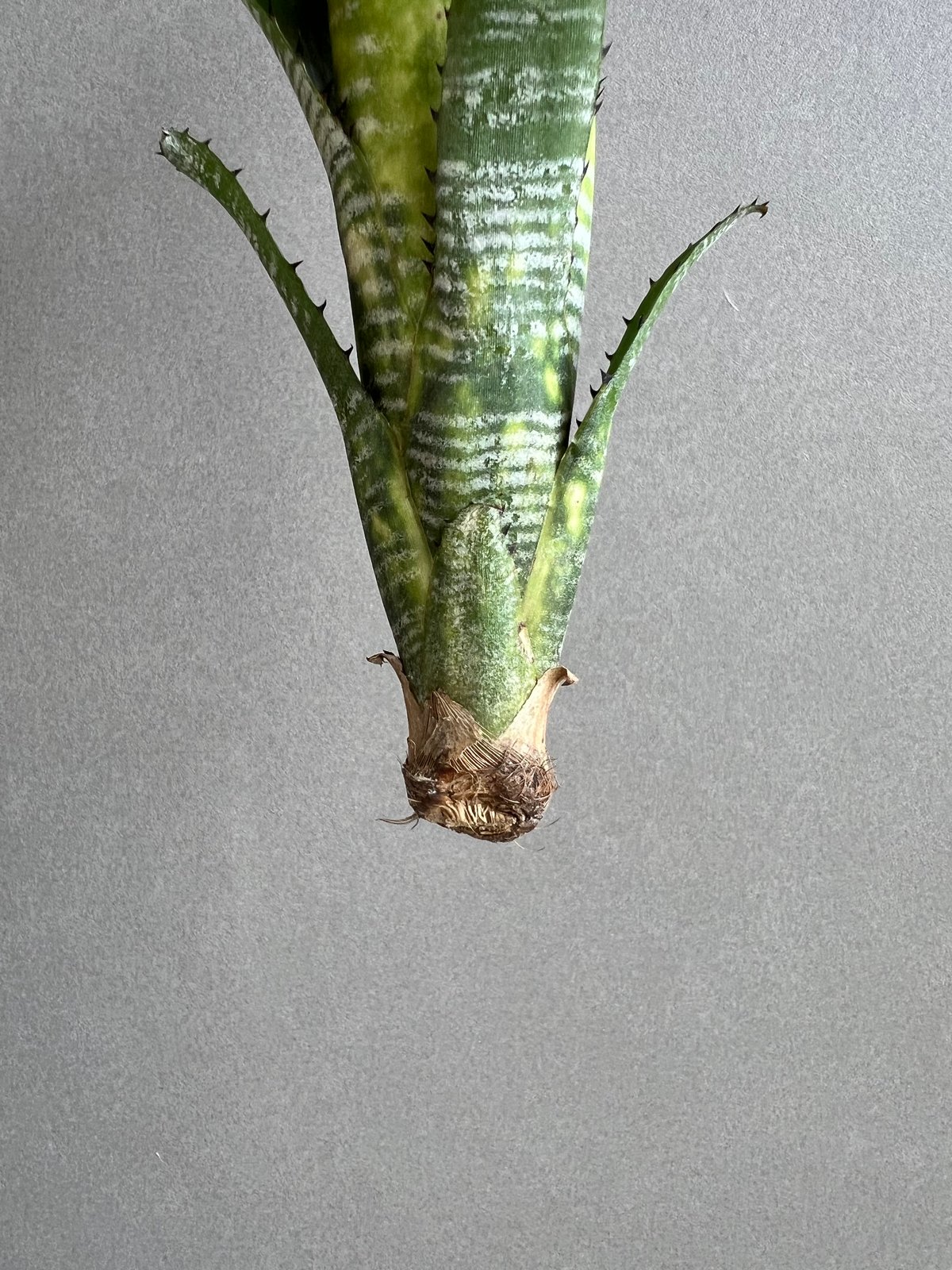 ビルベルギア　ドミンゴス　マルティンス　リサタグ付き　子株付き Billbergia vittata 'Domingos Martins'（ビルベルギア