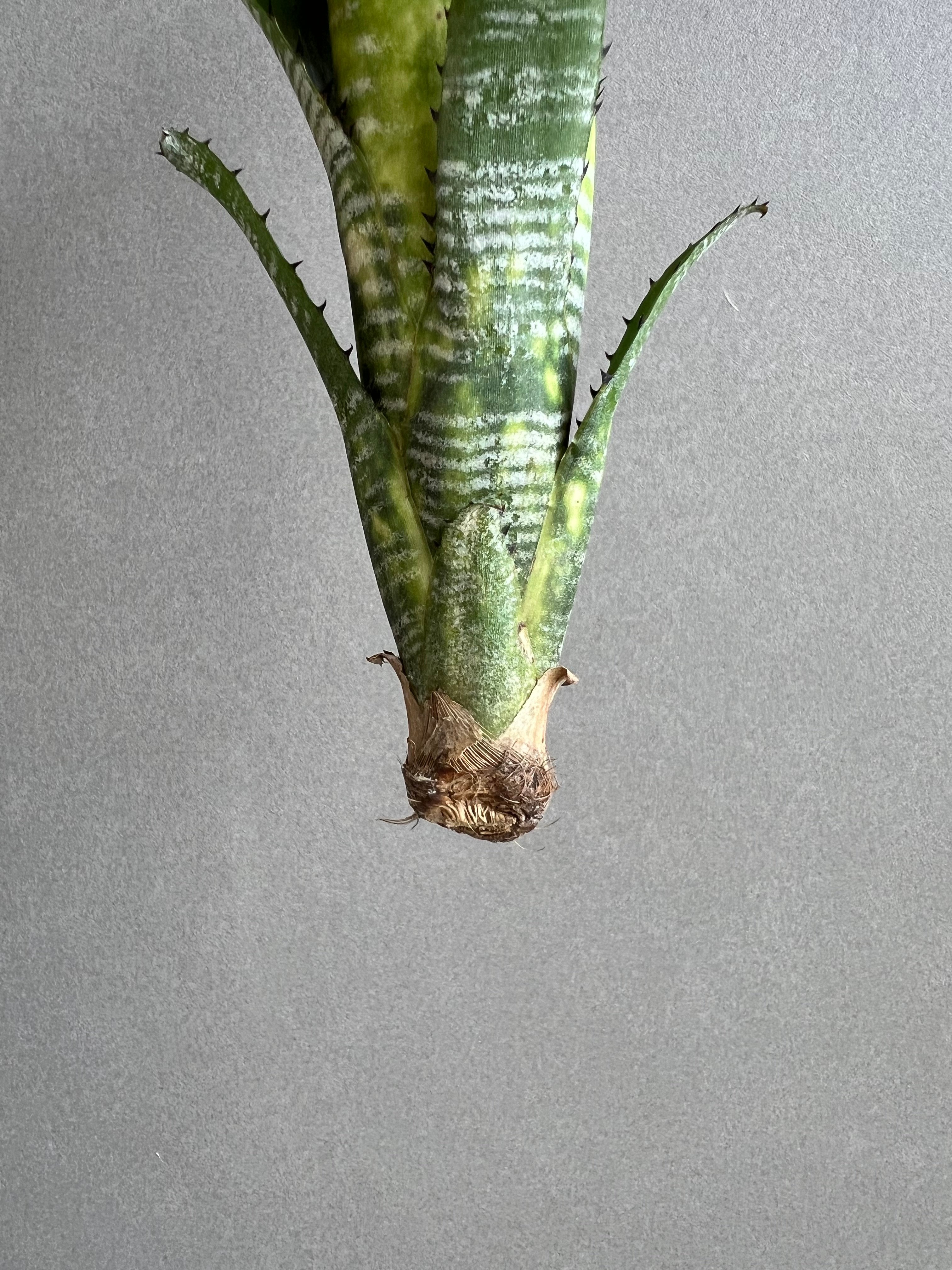 ビルベルギア ドミンゴス マーティンス 「Billbergia Domingos Martin