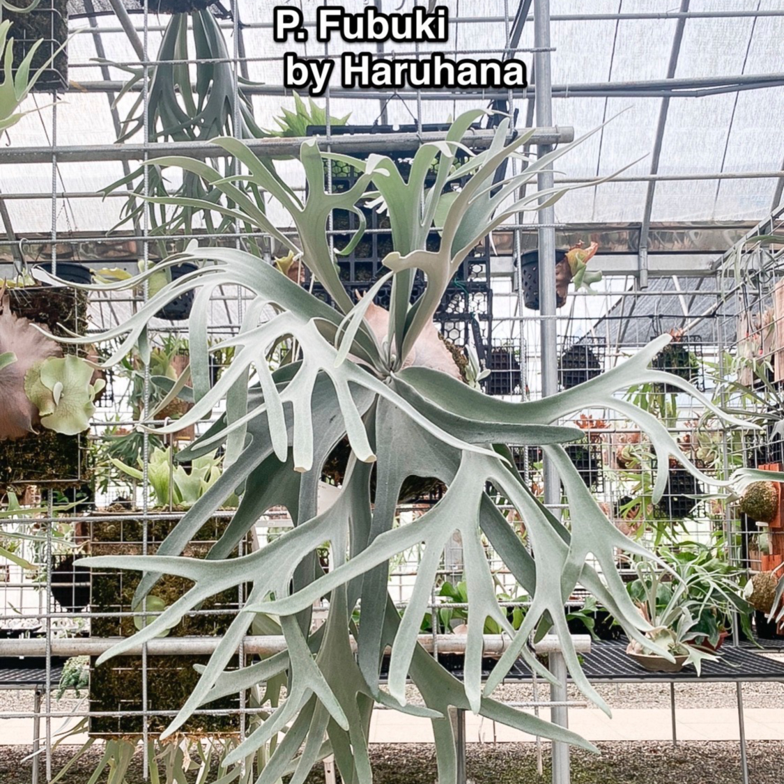 ヤ*ス様 P.FUBUKI 中株　ビカクシダ P. 'Fubuki' ビカクシダ フブキ | vandaka plants