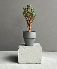 サンセベリア レディ メイ「Sansevieria Lady May」99I | SHOUCH
