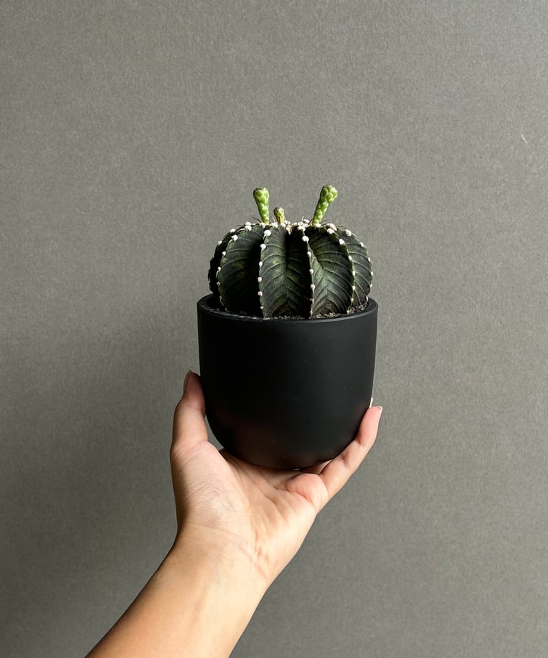 新品 キムホノ氏 フリーカップ 源4 新品 キムホノ氏 フリーカップ 源4