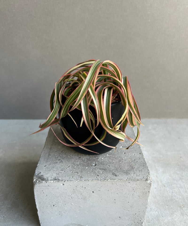 ドラセナ キュンティ「Dracaena concinne Kuhnty 」82J | SHOU
