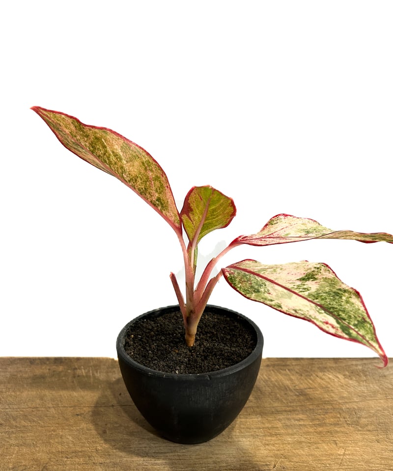 激レア　アグラオネマ　Aglaonema サイアムオーロラ アグラオネマ 