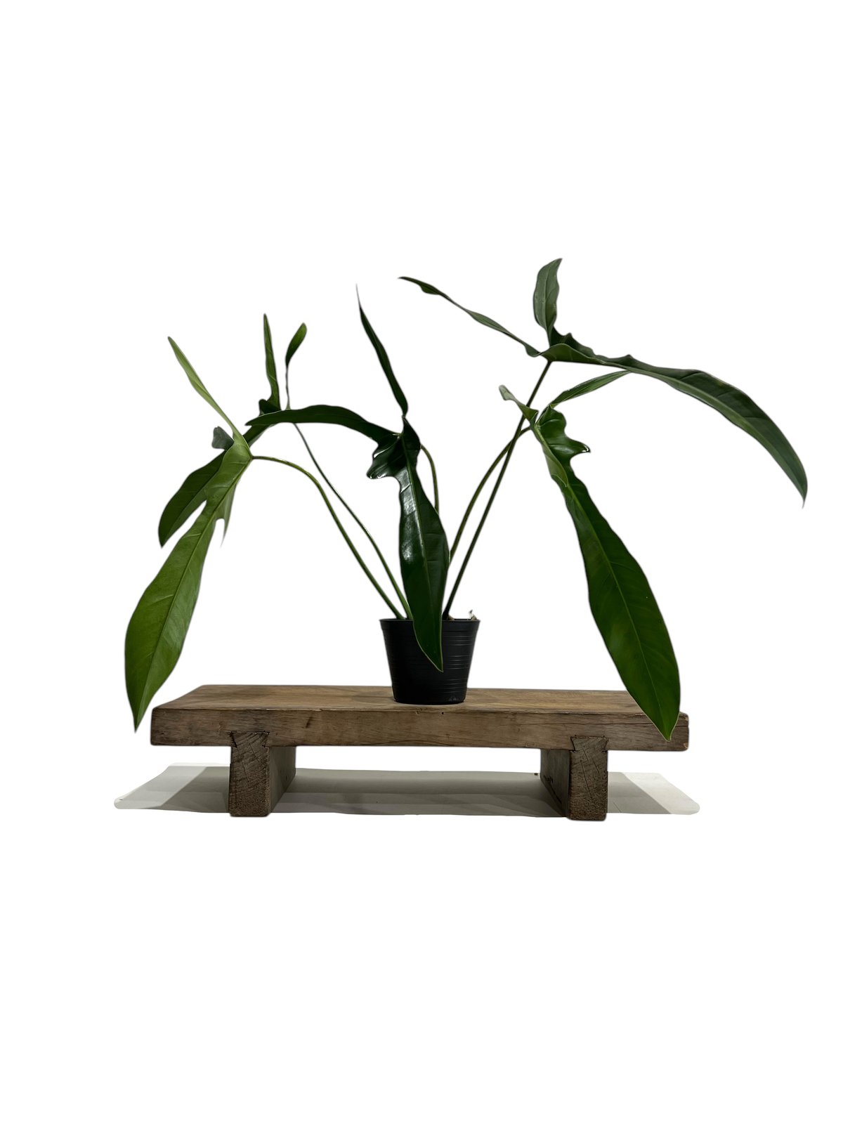 大株　Philodendron ’Lelano Miyano’ フィロデンドロン 大株 Philodendron 'Lelano Miyano' フィロデンドロン - メルカリ