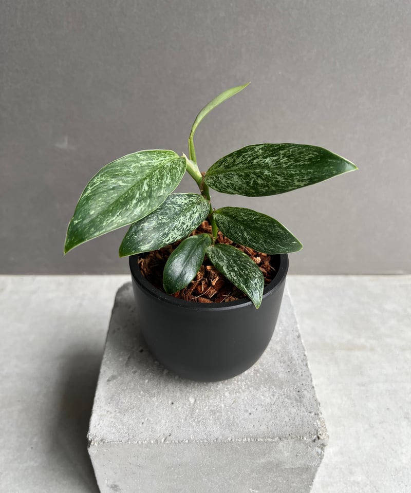 ラフィドフォラ sp. ドワーフ ミント 「Rhaphidophora sp. dwarf M