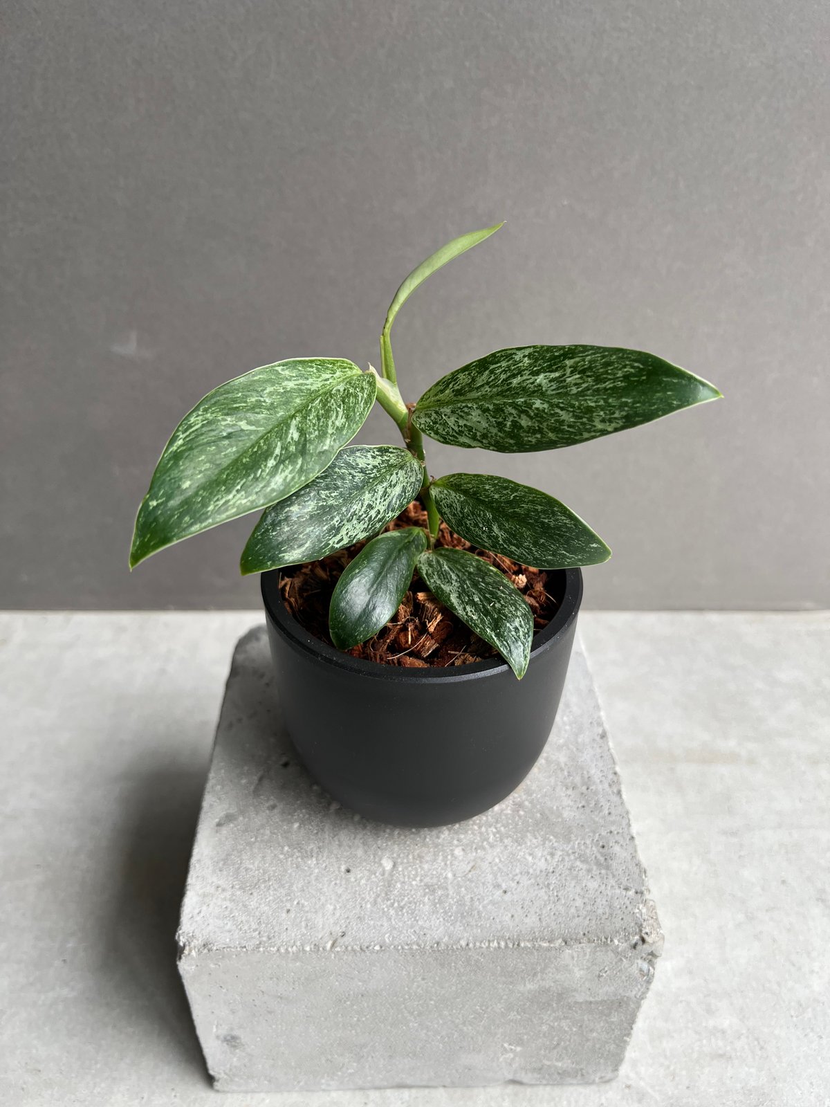 ラフィドフォラ sp. ドワーフ ミント 「Rhaphidophora sp. dwarf M