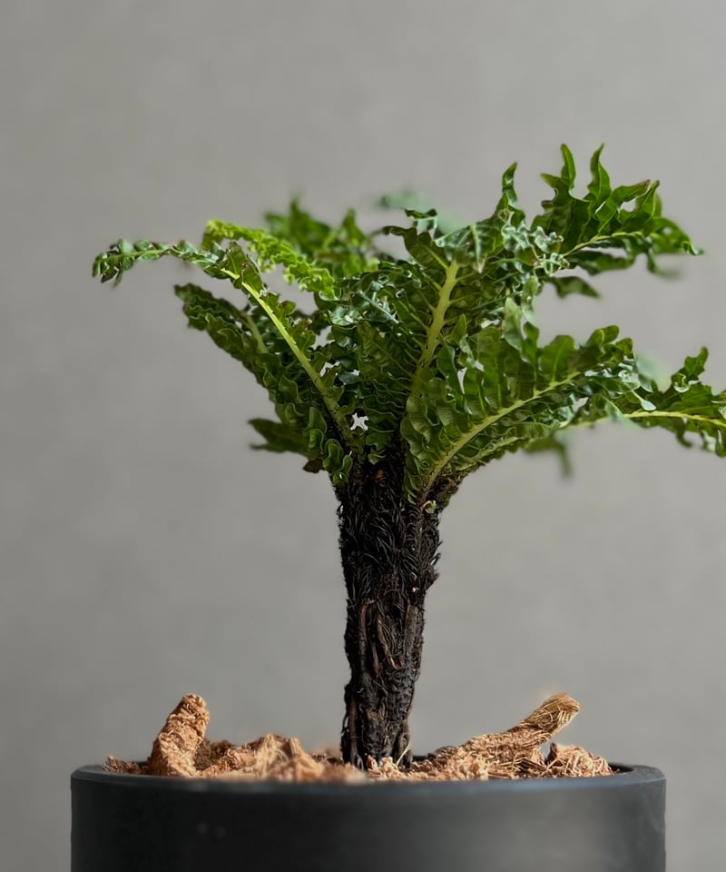 ブレクナム ギッバム ドワーフ 「Blechnum gibbum Dwarf 」100D |
