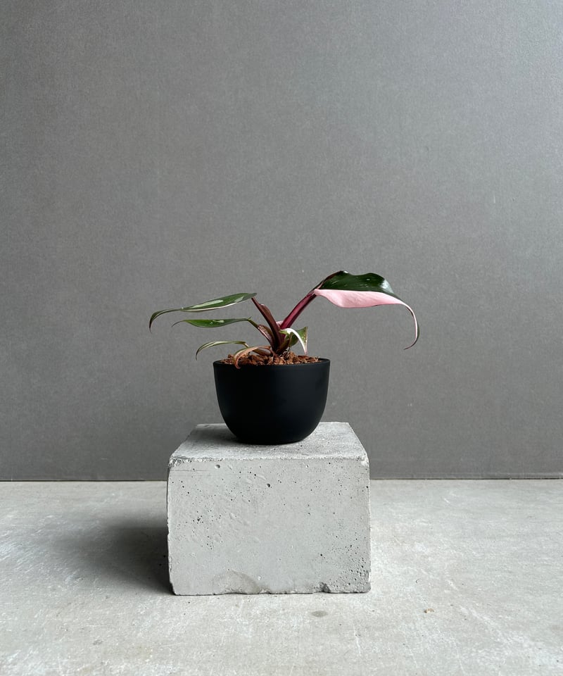 フィロデンドロン・レッドコンゴ/ Philodendron Red Congo⑧ フィロデンドロン・レッドコンゴ / Philodendron Red Congo