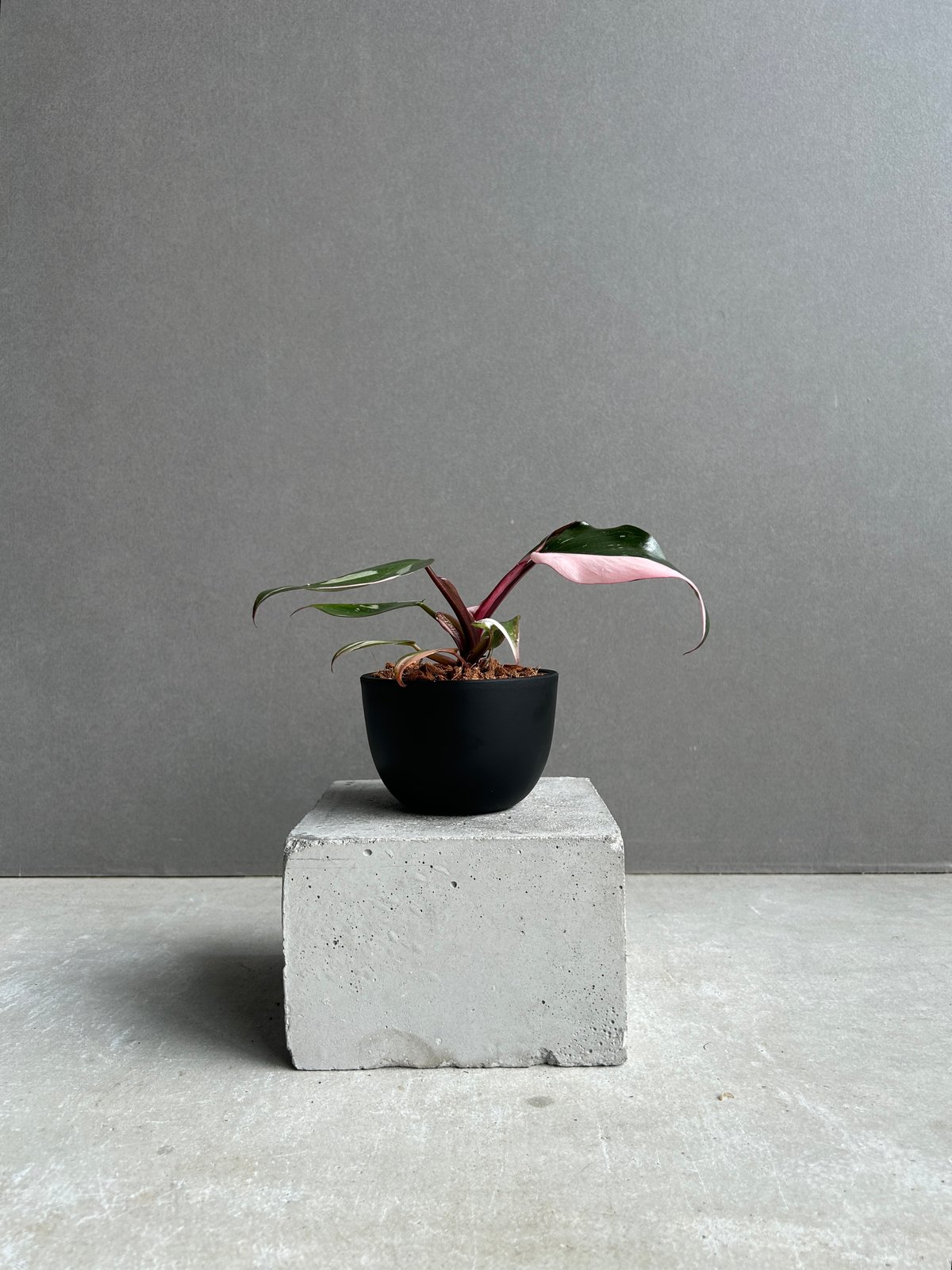 フィロデンドロン レッドコンゴ斑入「Philodendron Red Congo