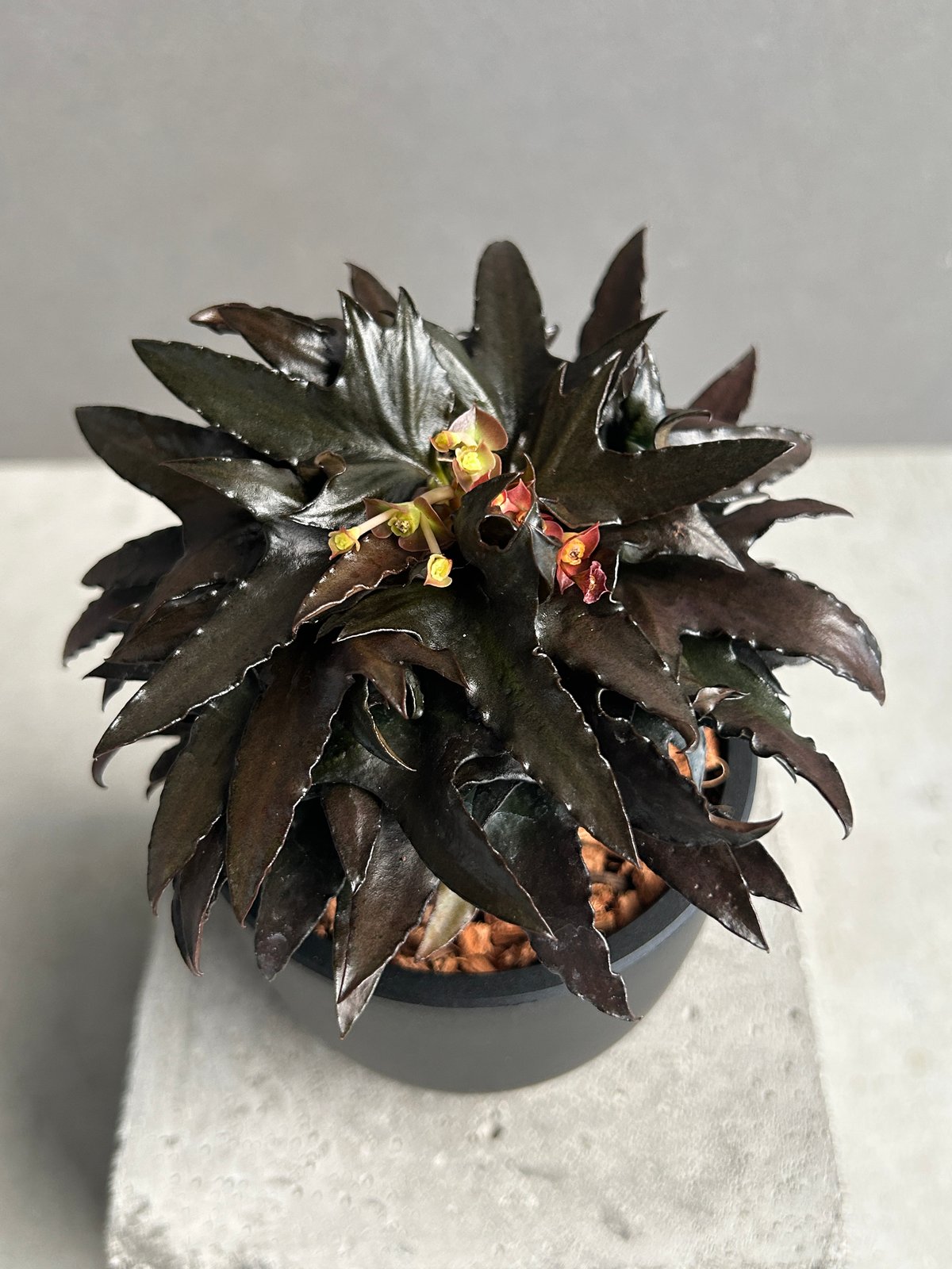 ユーフォルビア フランコイシー “エスプレッソ”「 Euphorbia