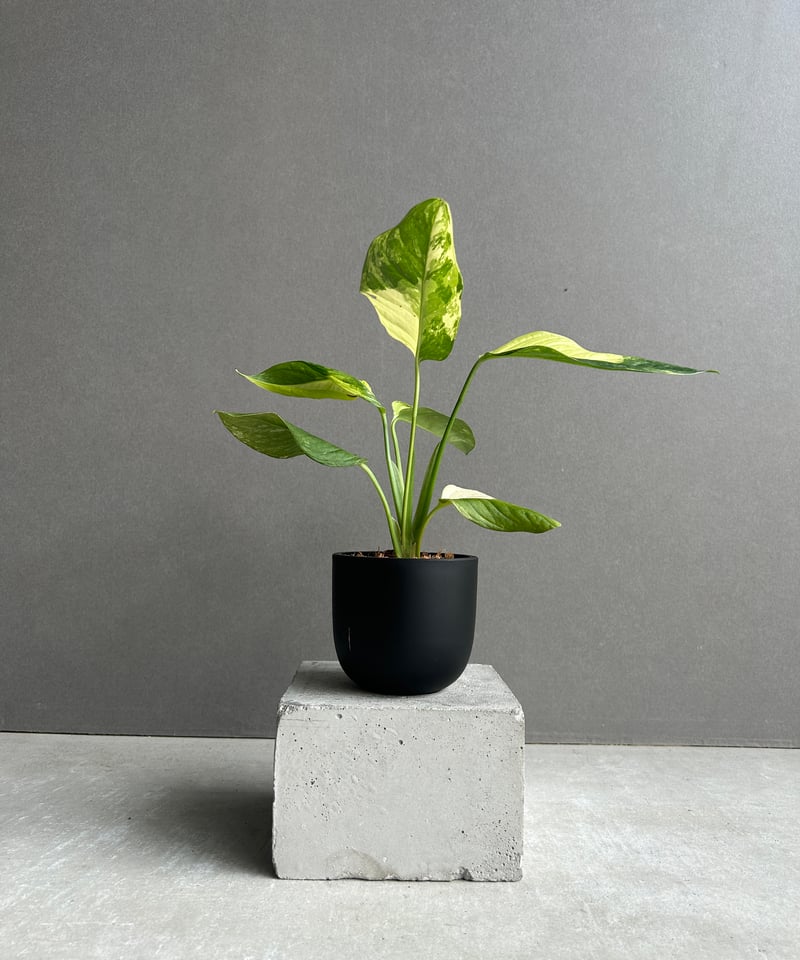 【希少植物】 モンステラ オブリクア ムユナ トワ 希少植物】 モンステラ オブリクア ムユナ トワ 希少植物】 モンステラ