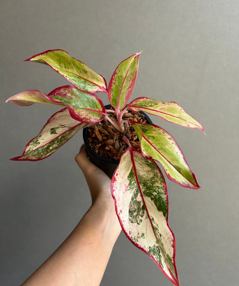 アグラオネマ サイアム オーロラ 斑入「Aglaonema Siam Aurora Varie