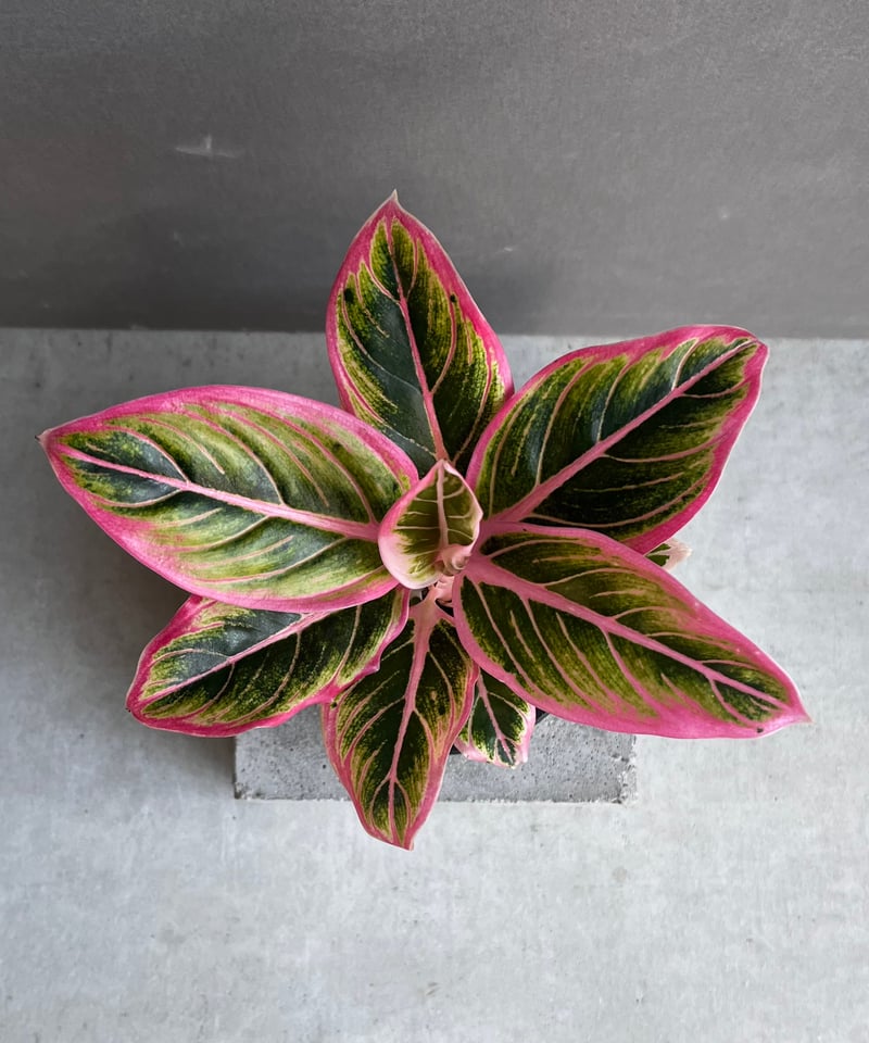 アグラオネマ ロータス デライト 「Aglaonema Lotus Delight」22F |
