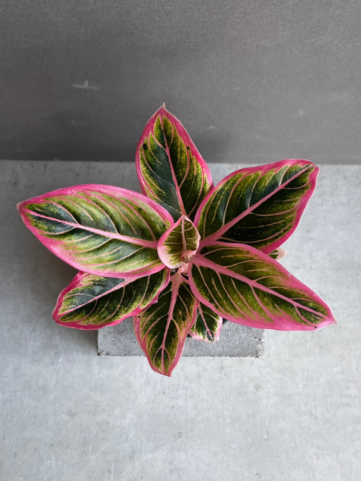 アグラオネマ ロータス デライト 「Aglaonema Lotus Delight」22F |