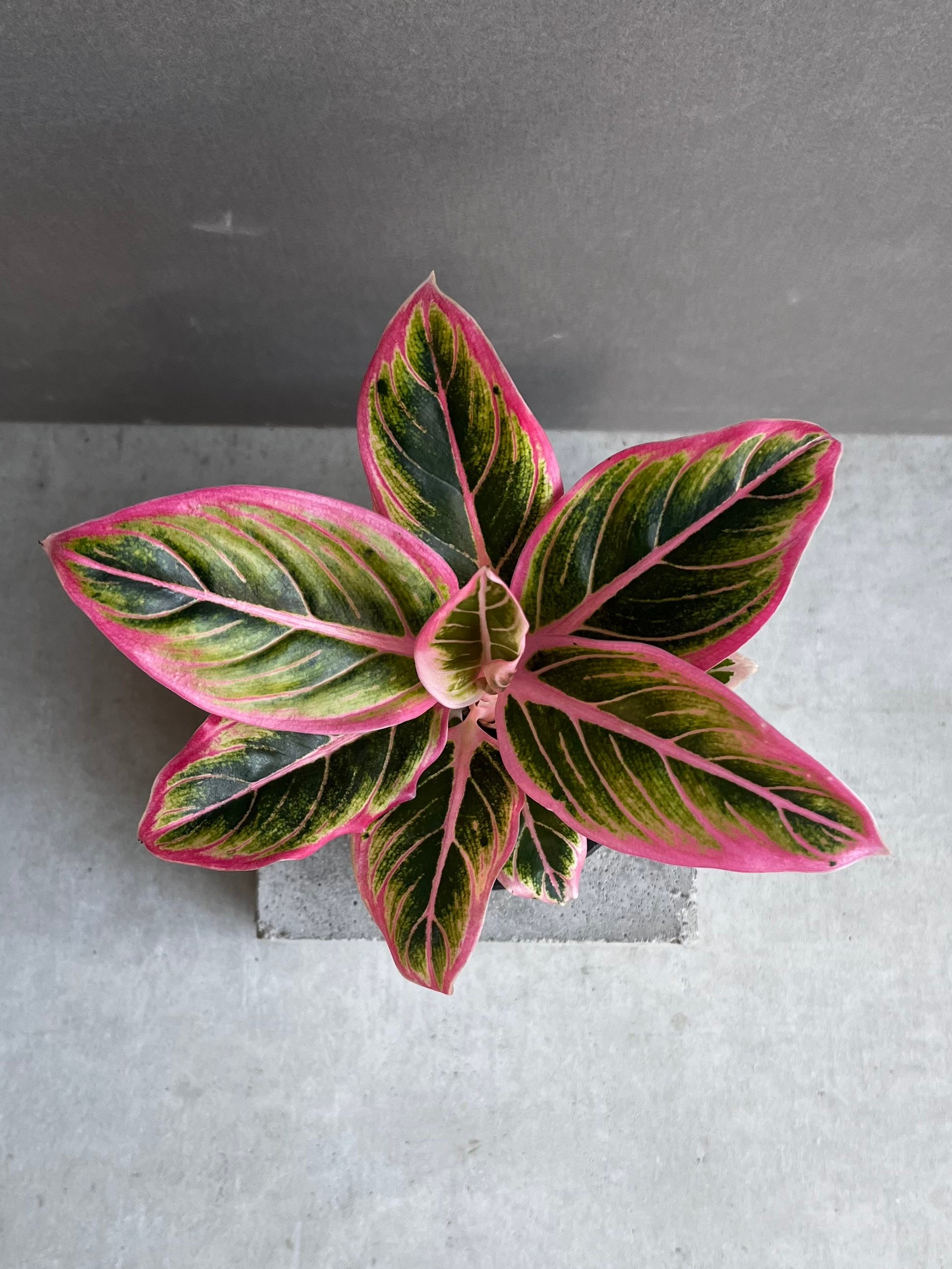 アグラオネマ ロータス デライト 「Aglaonema Lotus Delight」22F |