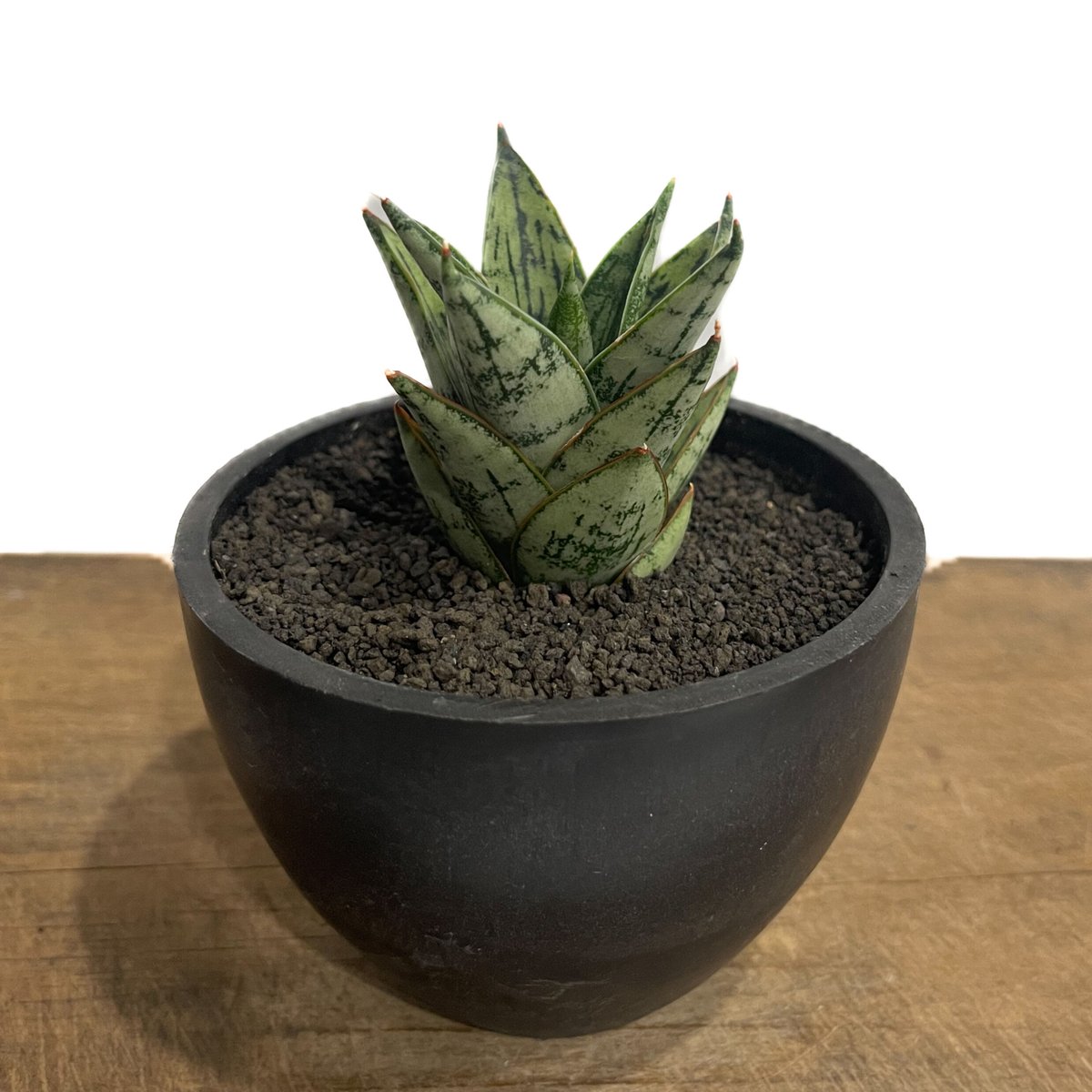 Sansevieria \"Margarita' Variegated 極上親株 サンセベリア マルガリータ「Sansevieria Margarita」6/1-713-1 |