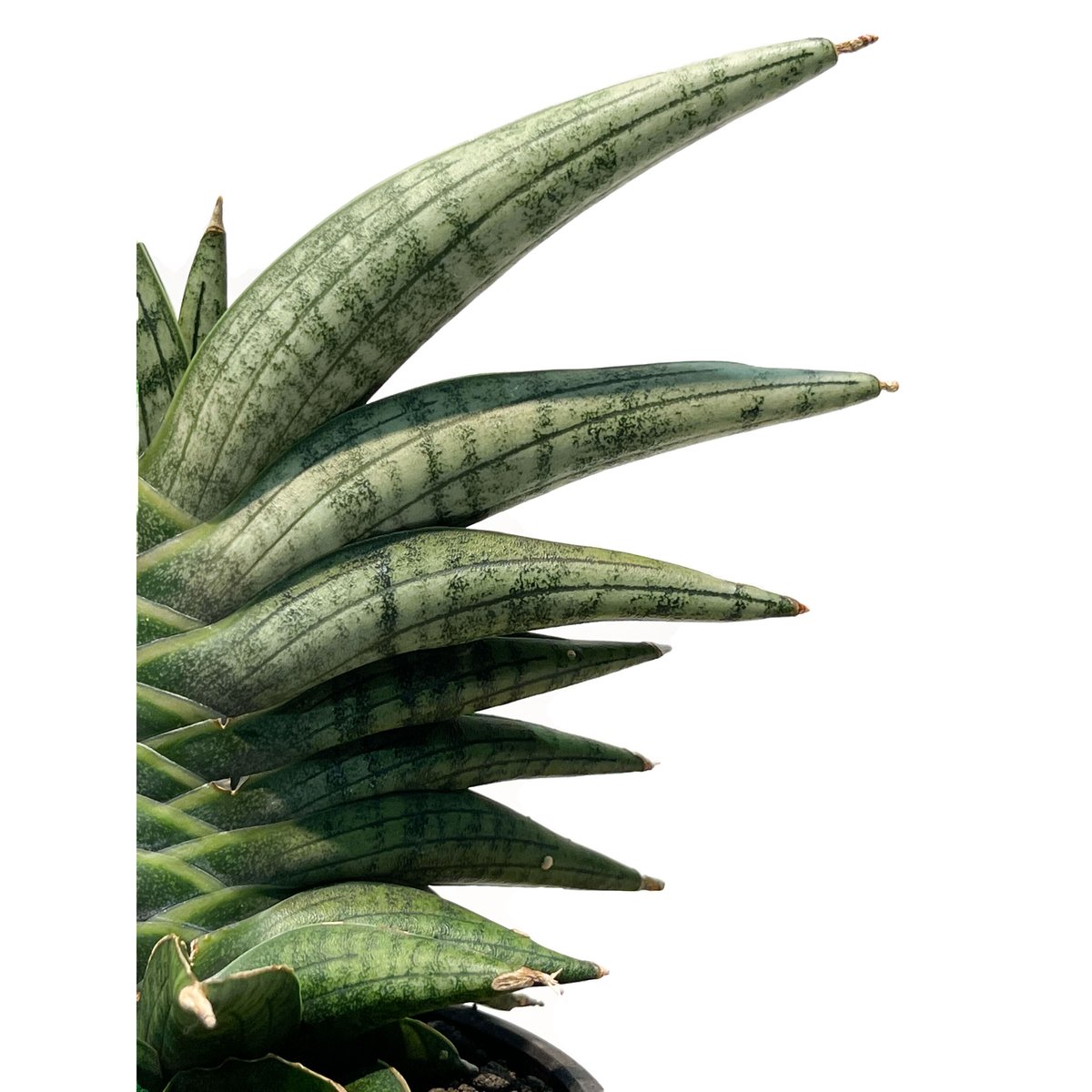 EMP サンセベリア KOBITO 小人 / 親株サイズ SA52 EMP サンセベリア