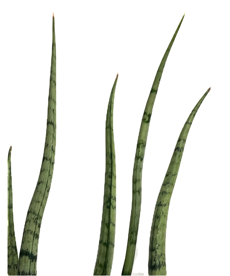 サンセベリア コヨーテ 「Sansevieria Coyote」6/1-705 | SHOUC