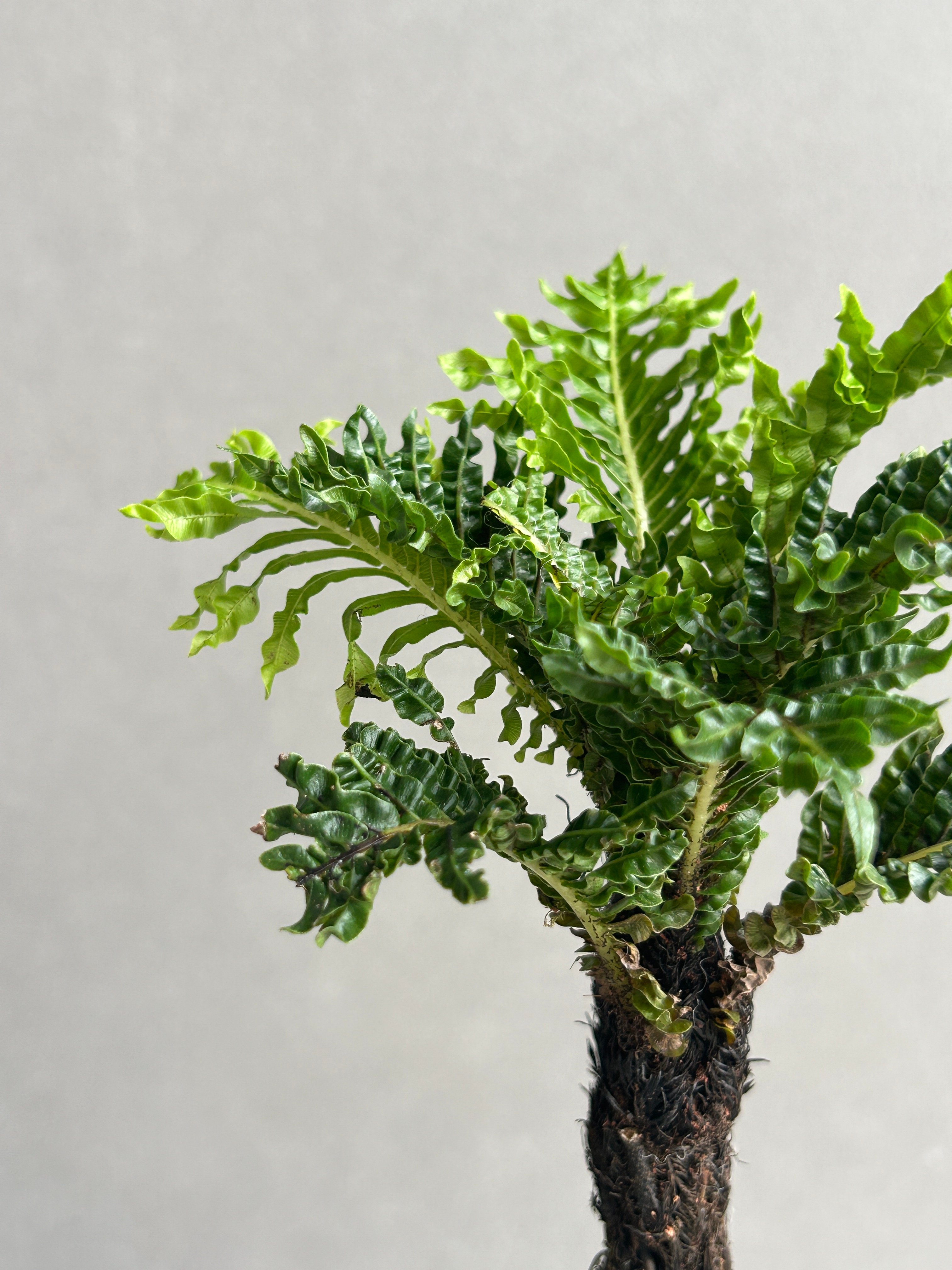 ブレクナム ギッバム ドワーフ 「Blechnum gibbum Dwarf 」67H | S