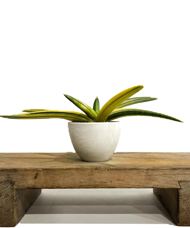 サンセベリア パテンス 斑入(選抜個体) 「Sansevieria patens サンセベリア パテンス 斑入(選抜個体) 「Sansevieria patens