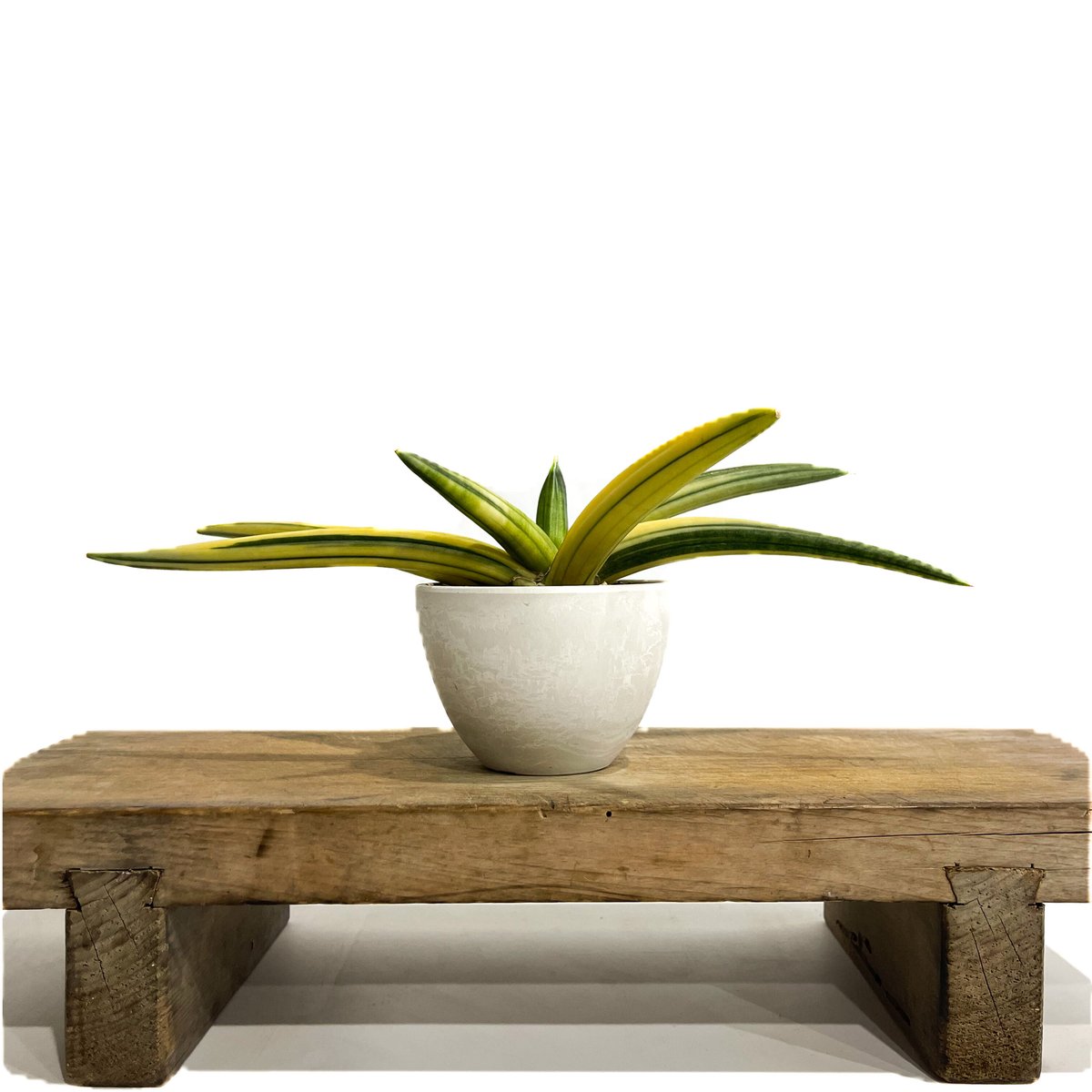 サンセベリア パテンス 斑入(選抜個体) 「Sansevieria patens var.」1