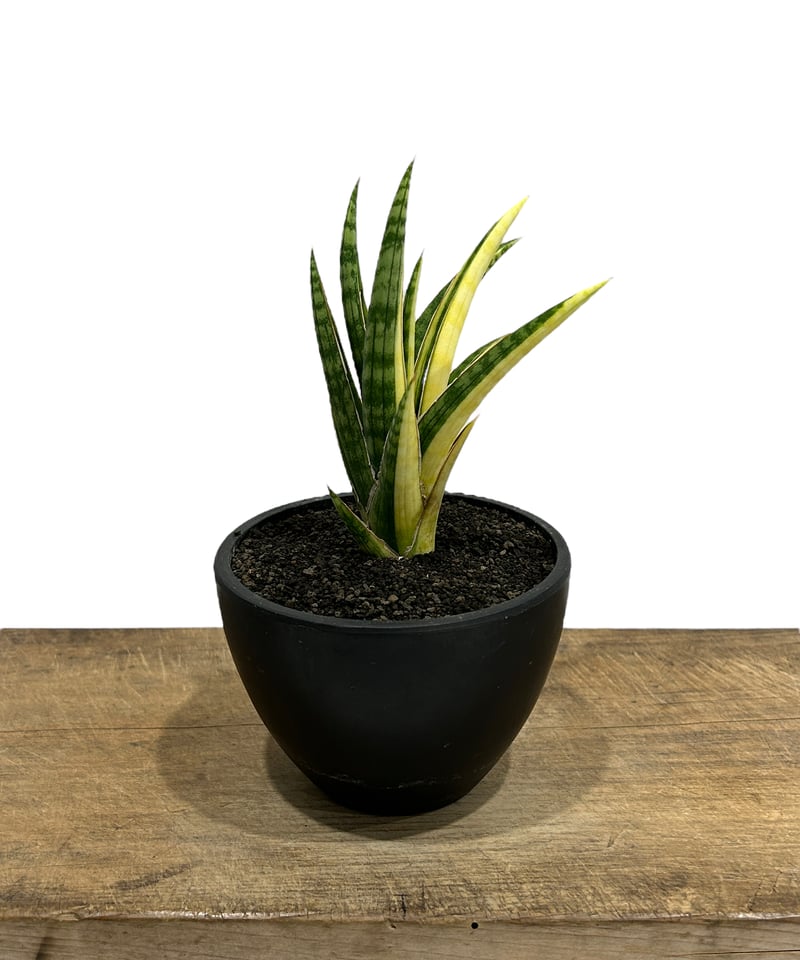 サンセベリア ブラ ケニア 斑入「Sansevieria Bura Kenya Variega サンセベリア ブラ ケニア 斑入「Sansevieria Bura Kenya Variega