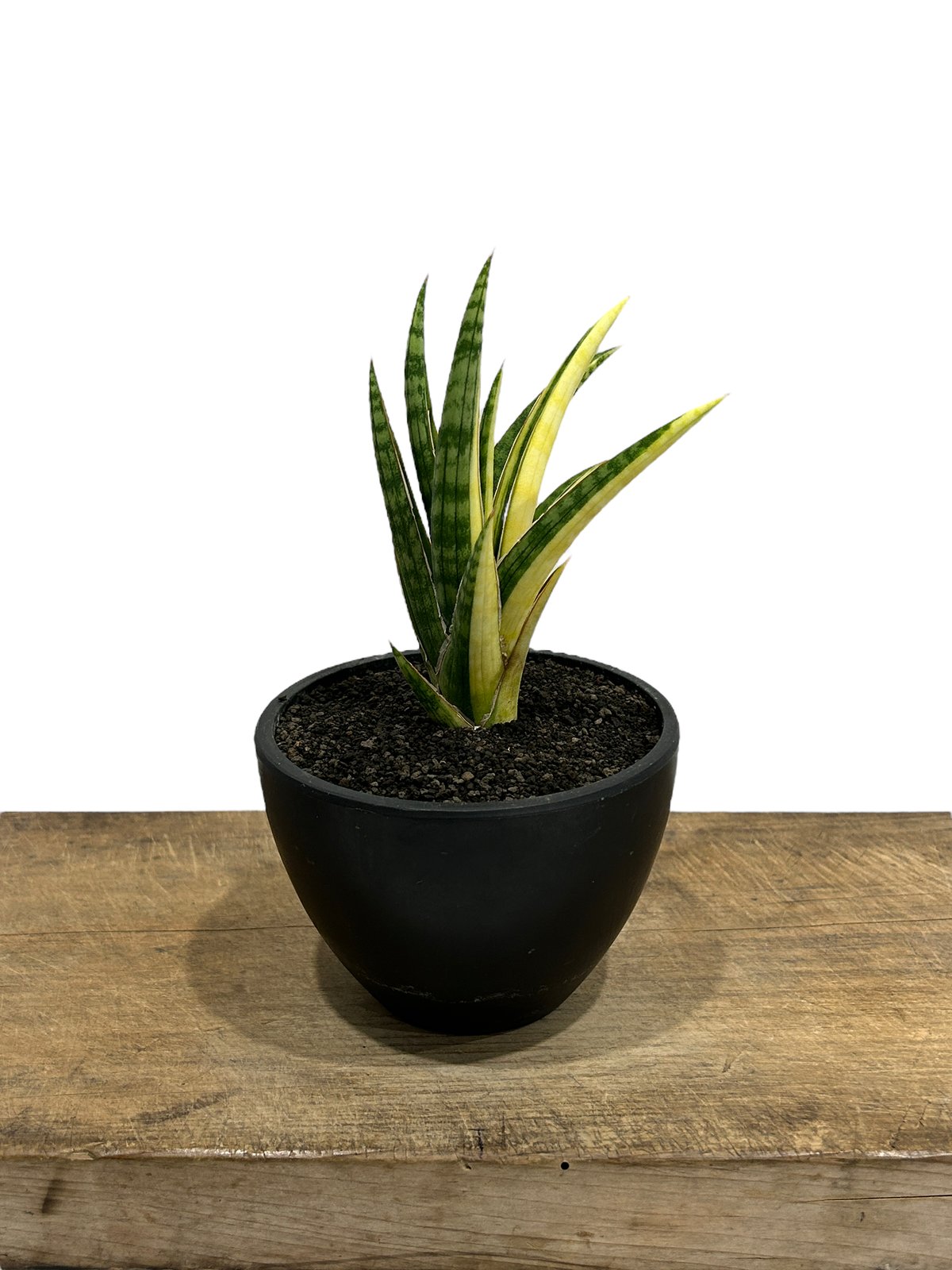 サンセベリア ブラ ケニア 斑入「Sansevieria Bura Kenya Variega