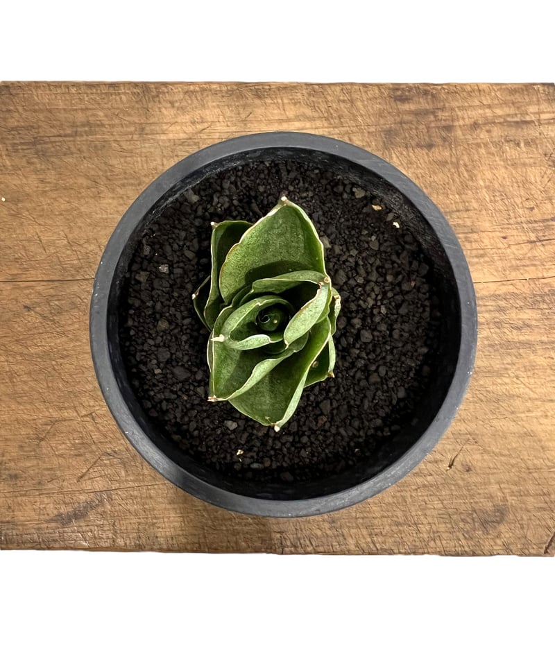 サンセベリア ベンジャロン「Sansevieria Benjarong」44T | SHOUC サンセベリア ベンジャロン「Sansevieria Benjarong」44T | SHOUC