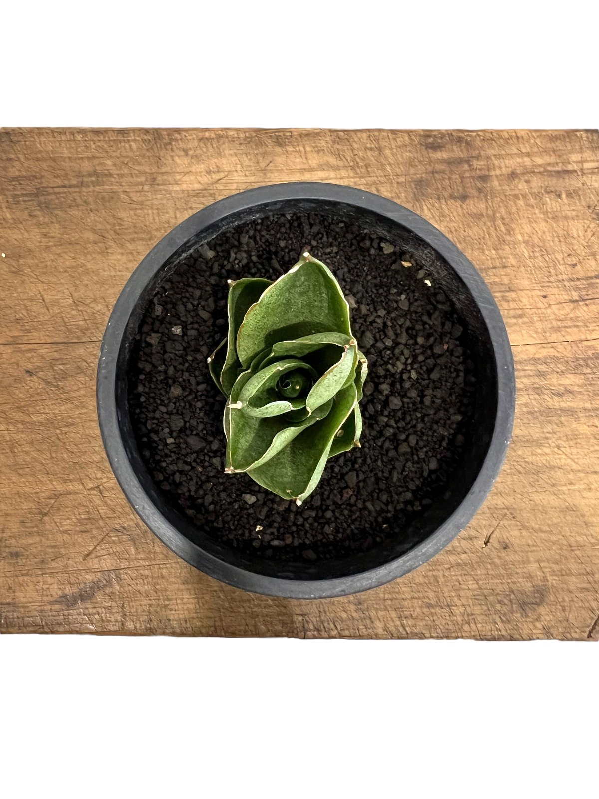 サンセベリア ベンジャロン「Sansevieria Benjarong」44T | SHOUC