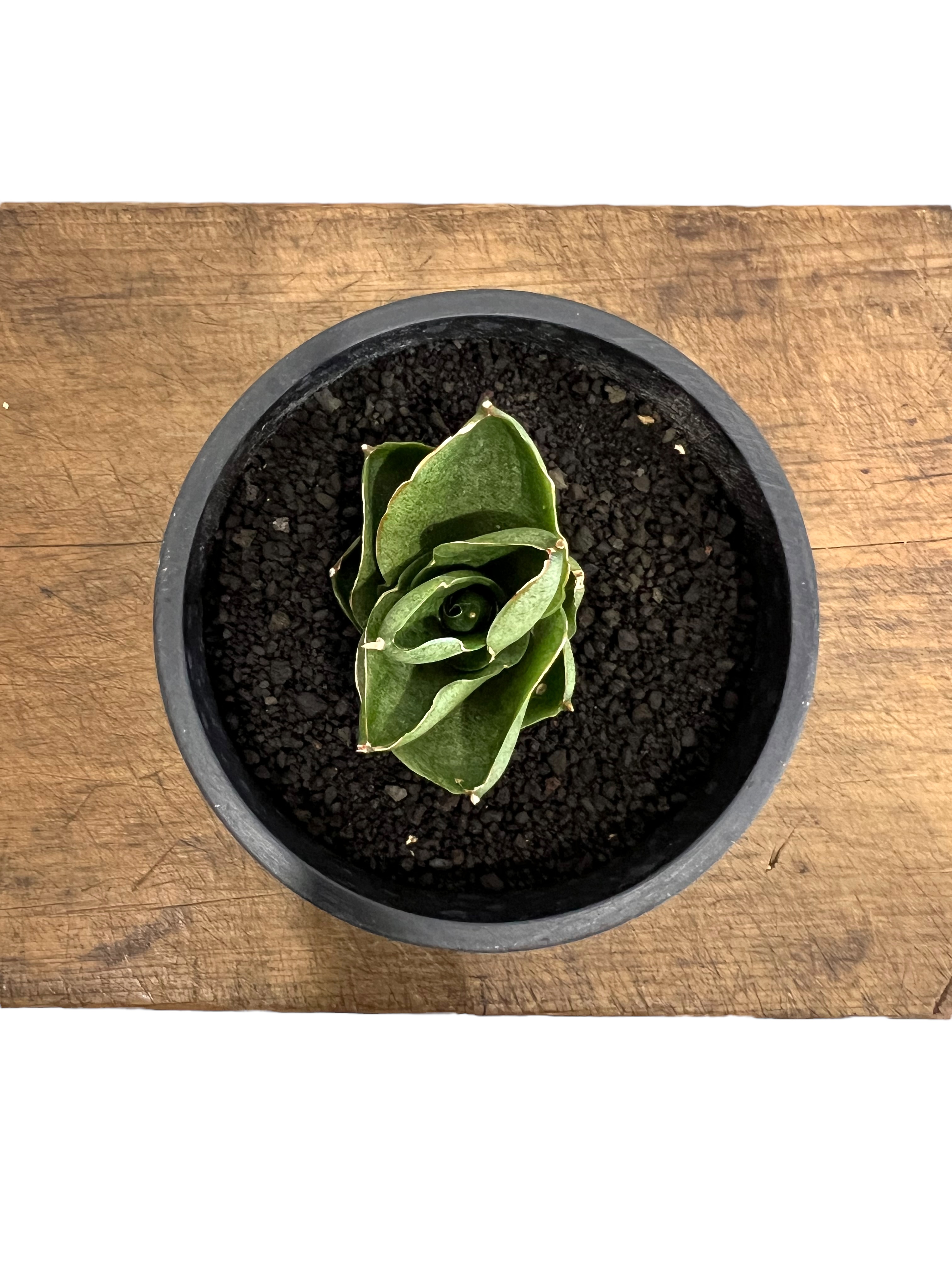 サンセベリア ベンジャロン「Sansevieria Benjarong」44T | SHOUC