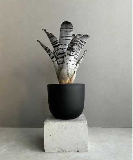 プルプシー×thha_ ザー　コレクション株 プルプシー×thha_ ザー コレクション株 プルプシー×thha_ ザー