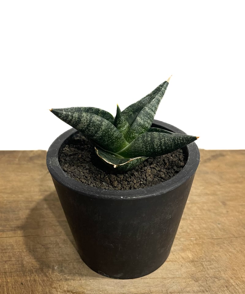 サンセベリア 黒ポット 120cm サンセベリア ブラック ライノ「Sansevieria Black Rhino」48G-1