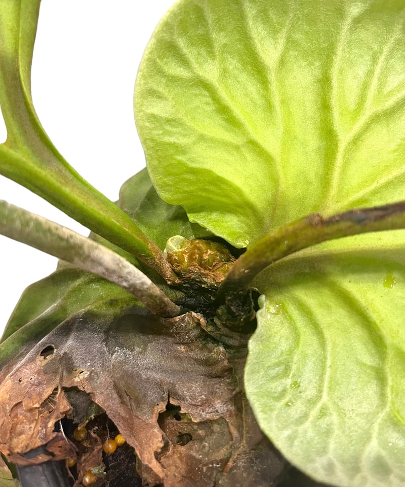 ビカクシダ リドレイ(by ヌクル) 「Platycerium ridleyi (by Nuk