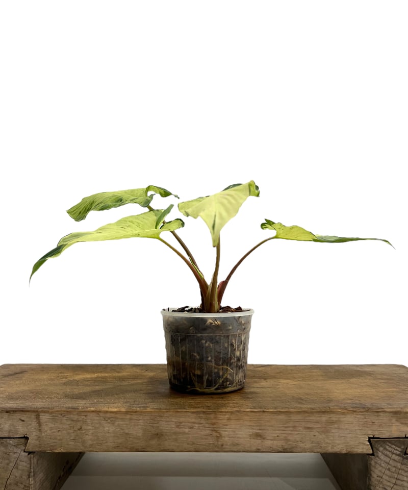 ホマロメナ sp. 斑入(インドネシア産) 「Homalomena so