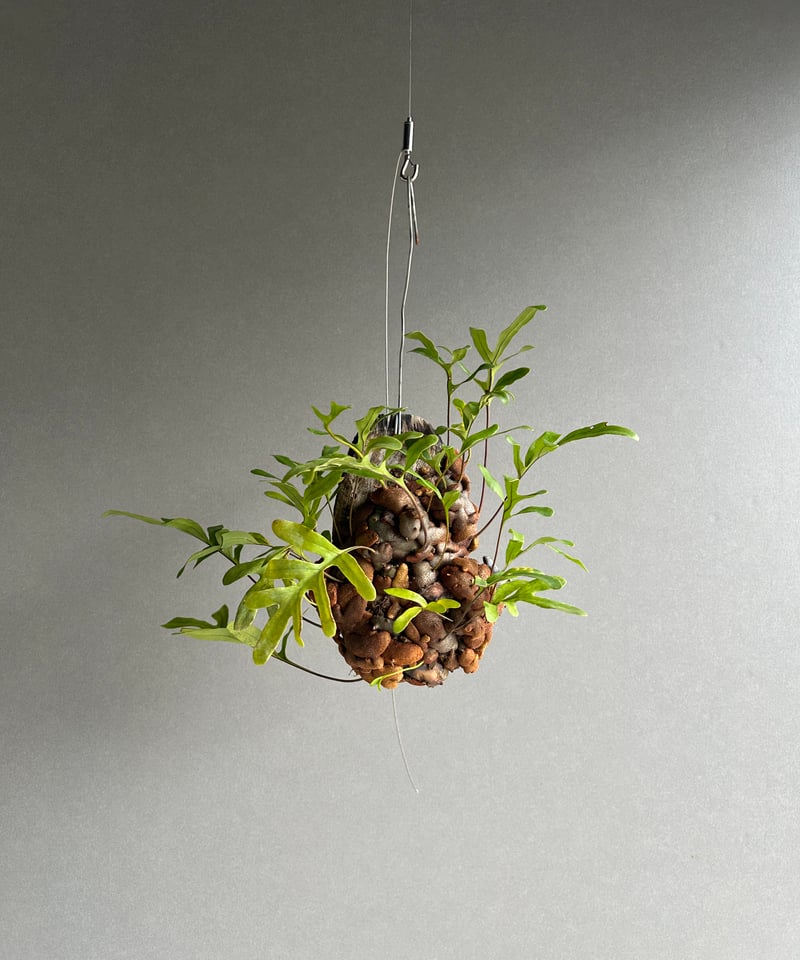 レカノプテリス クルスタセア「Lecanopteris crustacea」62J | SHO