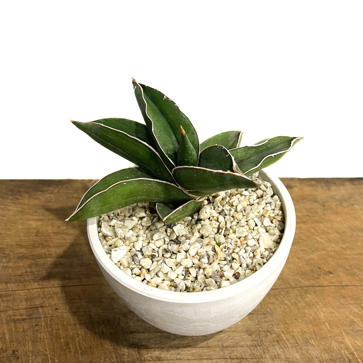 サンセベリア サムライ ドワーフ「Sansevieria samurai dwarf」81F- サンセベリア サムライ ドワーフ「Sansevieria samurai dwarf」81F-