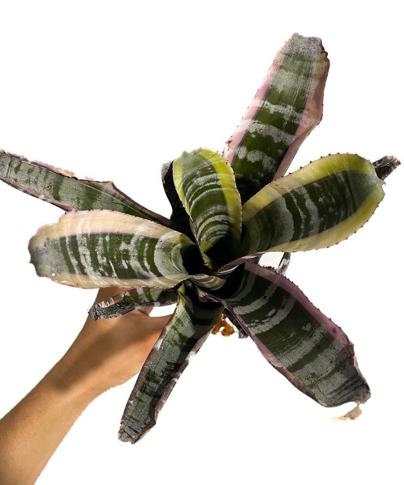 エクメア オットー「Aechmea Otto」5/29-627 | SHOUCHIKUEN