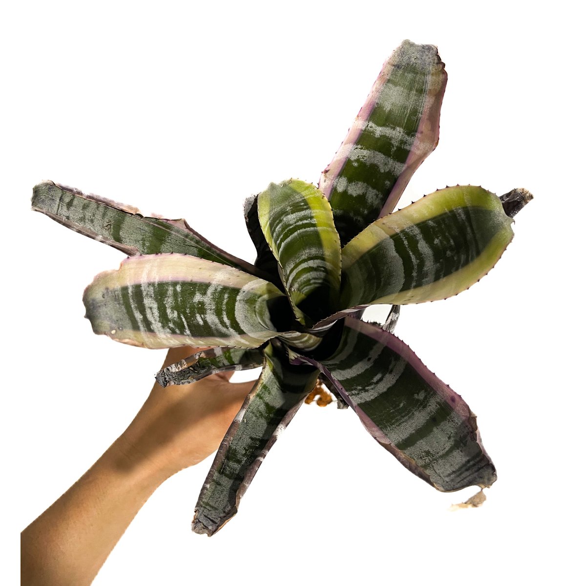 希少　Aechmea Otto エクメア　オットー　超美株　タンクブロメリア Aechmea Otto 【artPLANTs】エクメア/タンクブロメリア